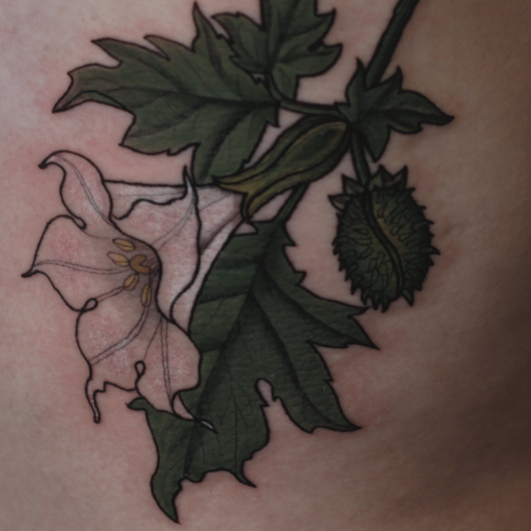 Stechapfel, Blüte, Botanical Illustration, Flora und Fauna, Blumen Tattoo, Rosen Tattoo, Natur, Botanik, Pflanzen Tattoo, Tattoo vegan